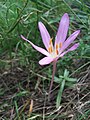 Colchicum arenarium