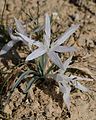 Colchicum tuviae