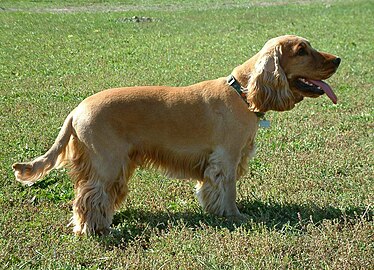 Y Sbaengi adara Seisnig - (Cocker Spaniel)