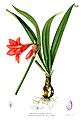 Hippeastrum miniatum