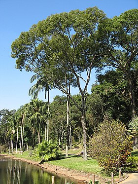 Jequitibá-rosa no Jardim Botânico de São Paulo