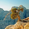 Juniperus phoenicea en Petra