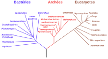 Arbre phylogénétique avec pour branches les relations de parenté entre des groupes d'êtres vivants