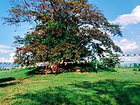 sacred Bodhi tree (Ficus religiosa) at Ramagrama stupa,Nepal