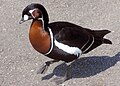 Um Ganso-de-peito-ruivo (Branta ruficollis)