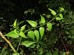 茎はやや蔓性となる。葉先は細く伸びてとがり、基部は円形または切形で、若い葉は表面に明らかな短毛がある。