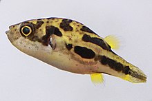 An adult dwarf pufferfish against a white background. We can see the fish from its side. It is looking slightly upward.