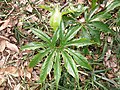 Pedate leaves of A. negishii