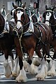 Clydesdale