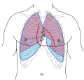 Front of thorax, showing surface relations of bones, lungs (purple), pleura (blue), and heart (red outline). Heart valves are labeled with "B", "T", "A", and "P".