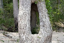 Holey Tree (772111164).jpg