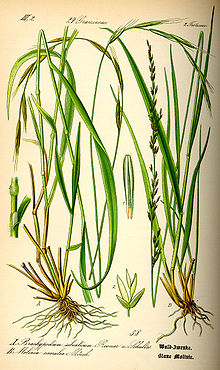 Molinia caerulea