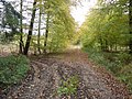 Gennem Græsmarke Skov vest for Lellinge