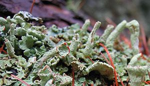 Cladonia sp.