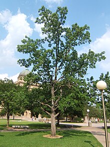 Liquidambar styraciflua sjh.JPG