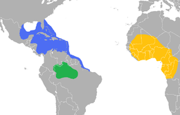 Distribución geográfica de les tres especies de manatís