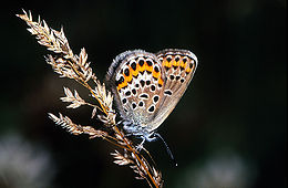 Akiuotasis melsvys (Plebeius argus)