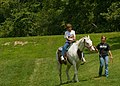 Cheval tovero avec des traits phénotypiques d'overo et de tobiano.