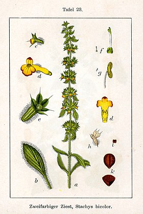 Sideritis montana