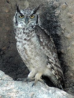 Kungwi madoa (Bubo africanus)