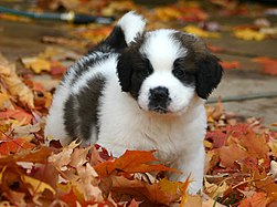 Chó con St Bernard