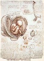 Leonardo da Vinci, Studie embrya (Studies of the Fetus in the Womb), 1511