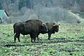 European bison