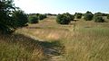 Vestereng in July. The meadows change character throughout the year.