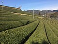 Scenery of the tea plantation in Wazuka Town