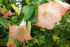 Fleur de Datura