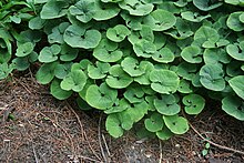 Asarum canadense 03.jpg