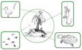 Image 44Simplified schematic of an island's fauna – all its animal species, highlighted in boxes (from Fauna)