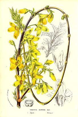 Looklev forsüütia (Forsythia suspensa)