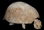 Vorschaubild für Glyptodontidae