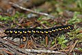 Harpaphe haydeniana, espèce du Pacifique Nord-Ouest, Amérique du Nord.