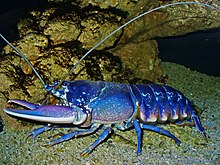 Homarus gammarus 03.JPG