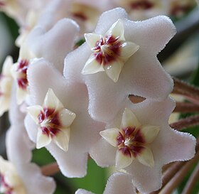 Hoya carnosa