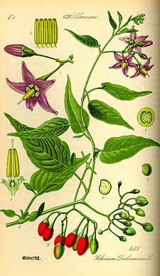 Solanum dulcamara