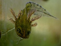 Larva desenvolvida de tritão-de-crista