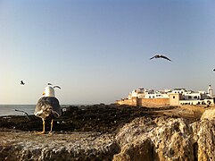 Vue sur la médina d'Essaouira.