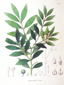 Podocarpus nageia SZ137.png