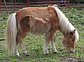 Shetland pony 1