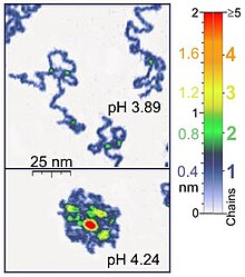 Single-Molecule-Under-Water-AFM-Tapping-Mode.jpg