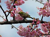 桜とメジロ