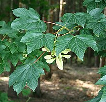 Acer pseudoplatanus 2.jpg