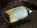 Chevron butterflyfish Chaetodon (Megaprotodon) trifascialis