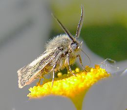 Magyar pusztamoly (Brachodes appendiculata)