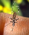 Aedes albopictus, el mosquitu tigre, de la familia Culicidae.