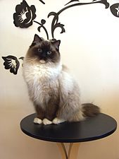 The mitted pattern is like the pointed, but has white paws, chin and abdomen.