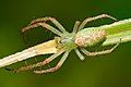 Green tent spider